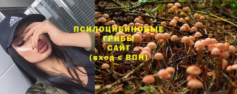 Галлюциногенные грибы Magic Shrooms  Кизилюрт 